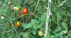 tomato0907